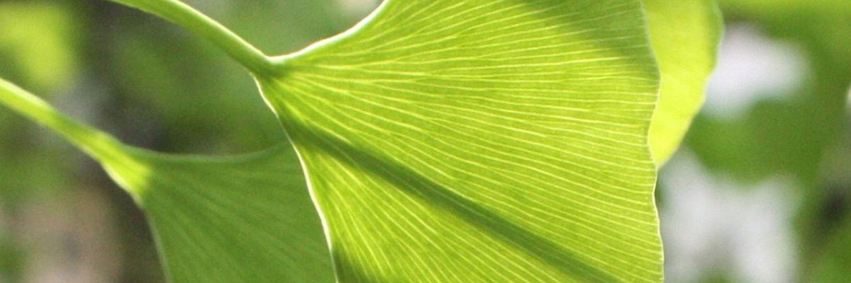 Ginkgo, Umwelt, Nachhaltigkeit, Ressourcen, Umweltschutz, Grün, Ginkgobaum, Ginkgoblatt