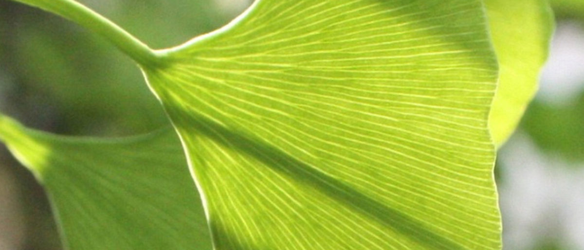 Ginkgo, Umwelt, Nachhaltigkeit, Ressourcen, Umweltschutz, Grün, Ginkgobaum, Ginkgoblatt