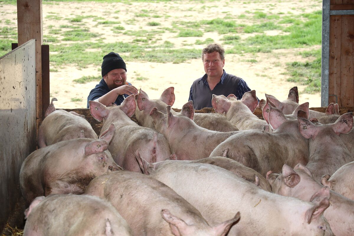 Fleischermeister Alexander Samawatie besucht Landwirt Gero Krumme und seine Schweine.
