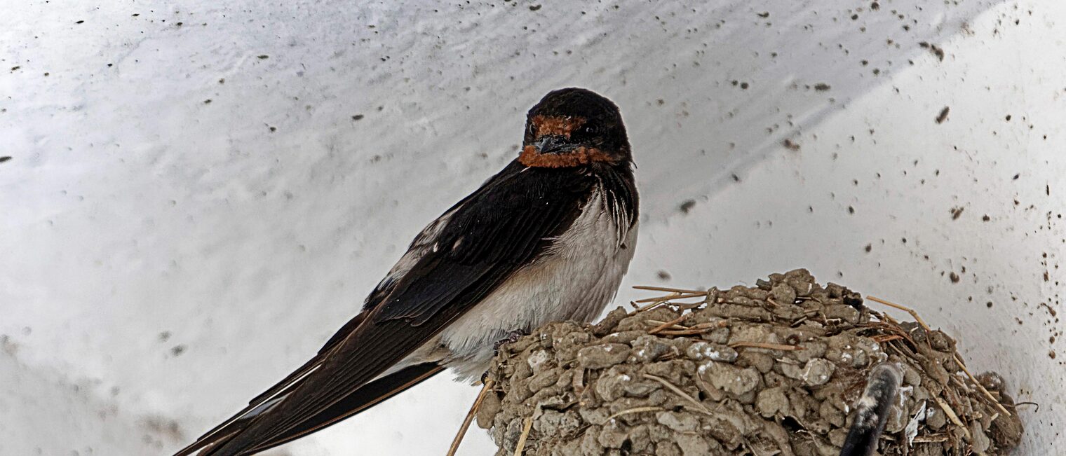 Schwalbe auf Nest