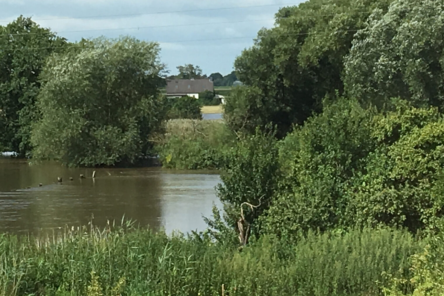 Hochwasser, Überschwemmung, Überflutung, Naturkatastrophe, Wiese, See